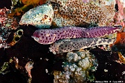 Linckia multifora Etoile linkia comete-Maldives Villamendhoo-9m-20240424-da-DSC_6752_tn